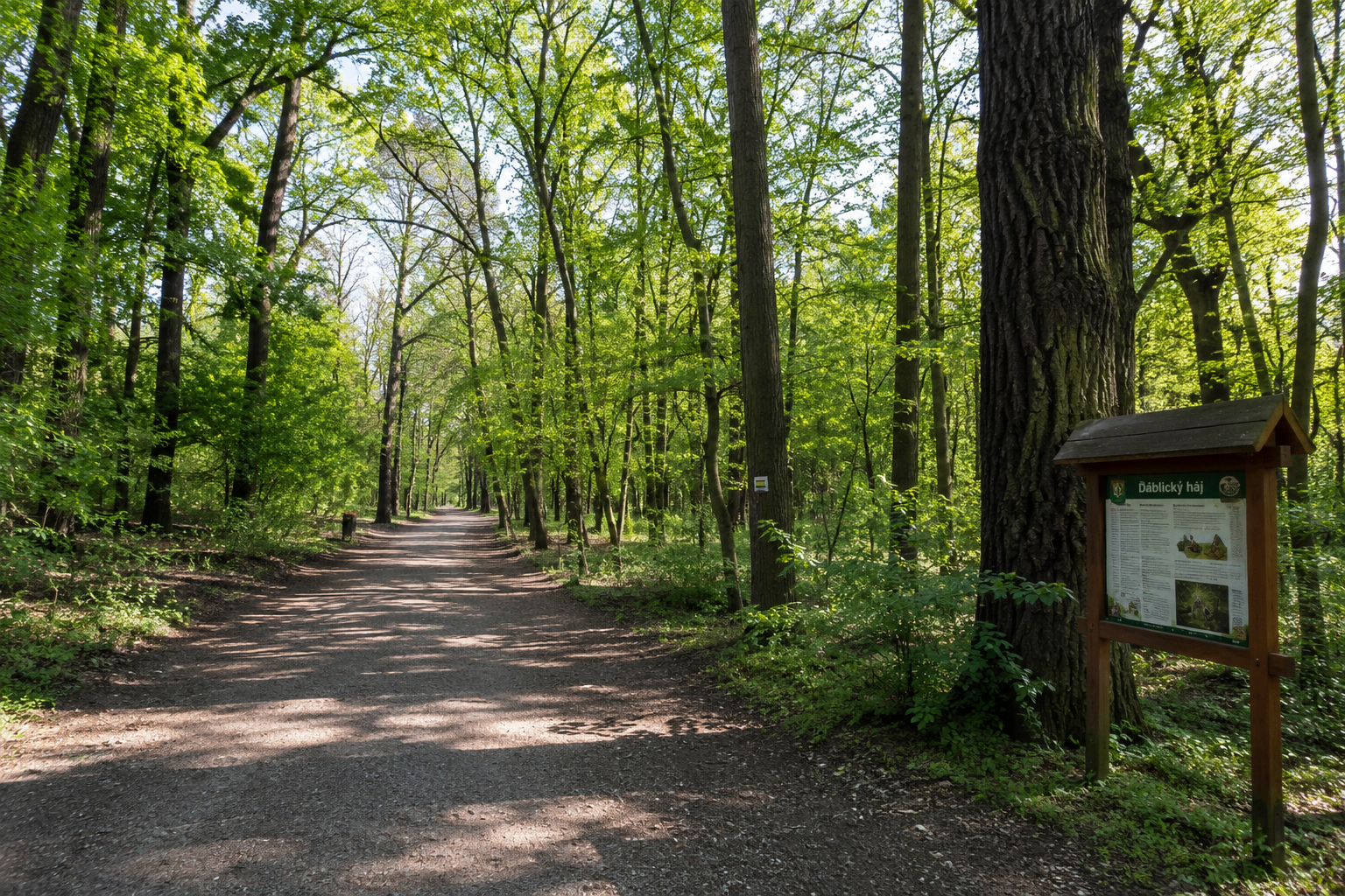 Závod na 5 nebo 10 km